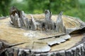 A medium to large tree stump after a tree was cut down in the park. The stump is surrounded by green grass and green bushes and Royalty Free Stock Photo