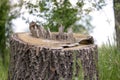 A medium to large tree stump after a tree was cut down in the park. The stump is surrounded by green grass and green bushes and Royalty Free Stock Photo