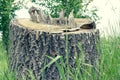 A medium to large tree stump after a tree was cut down in the park. The stump is surrounded by green grass and green bushes and Royalty Free Stock Photo