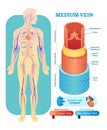 Medium vein anatomical vector illustration cross section. Circulatory system blood vessel diagram scheme.Educational information.