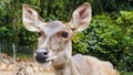 Medium view of brown deer in zoo captivity looking at the camera curiously with the body facing to the side Royalty Free Stock Photo