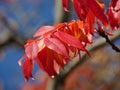 Ccolorful leaves in autumn, blue background