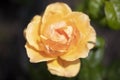 Medium yellow or golden-yellow, apricot shading Floribunda Easy Going rose