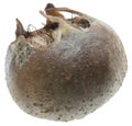 Medlar Royalty Free Stock Photo