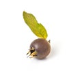 Medlar Royalty Free Stock Photo