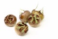 Medlar Royalty Free Stock Photo