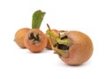 Medlar fruit Royalty Free Stock Photo