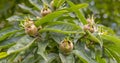 The Medlar fruit Mespilus germanica on a branch