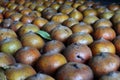 Medlar fruits laid out in cellar to mature Royalty Free Stock Photo