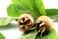 Medlar fruits with leaves Royalty Free Stock Photo