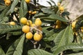 Medlar fruits ripening on the tree, also known as Nispero or Japanese Loquat in the sun in spain