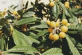 Medlar fruits ripening on the tree, also known as Nispero or Japanese Loquat in the sun in spain