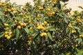 Medlar fruits ripening on the tree, also known as Nispero or Japanese Loquat in the sun in spain