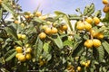 Medlar fruits ripening on the tree, also known as Nispero or Japanese Loquat in the sun in spain