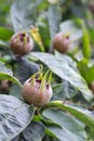 Medlar fruits