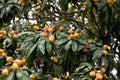 Medlar, loquat, Eriobotrya japonica tree with fruits Royalty Free Stock Photo