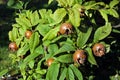 Medlar or Mispel Royalty Free Stock Photo