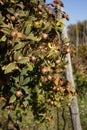 Medlar plant (Mespilus germanica)