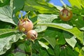 Medlar - rare fruit with excellent taste Royalty Free Stock Photo