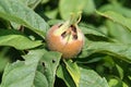 Medlar - rare fruit with excellent taste Royalty Free Stock Photo