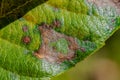 Medlar scab Royalty Free Stock Photo