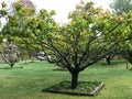Medlar tree in a garden in Touraine Royalty Free Stock Photo