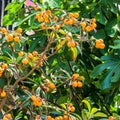 Medlar tree with ripe fruit