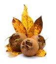 Medlars Royalty Free Stock Photo