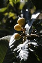 Medlars closeup on tree against backlight