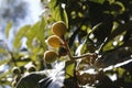 Medlars closeup on tree against backlight