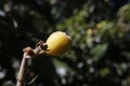 Medlars closeup on tree against backlight