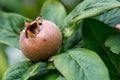 Medlars in fruit tree Royalty Free Stock Photo