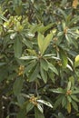 Medlars in their branches, close plane