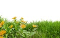 medow field with flower on white background with clipping path Royalty Free Stock Photo