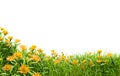 medow field with flower on white background with clipping path Royalty Free Stock Photo