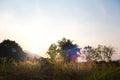 Medow Grass and tree in the sunrise sky Royalty Free Stock Photo