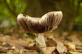 Mushroom with dead leaves