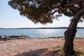 Medulin - Pine tree on idyllic rocky beach in tourist coastal town Medulin, Istria peninsula, Croatia, Europe. Panoramic view Royalty Free Stock Photo