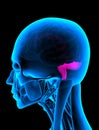 Medulla Caudate Nucleus x-ray