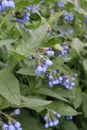 Medunica Pulmonaria