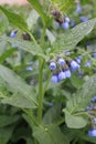 Medunica Pulmonaria