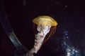 Medusa jellyfish floating and swimming Royalty Free Stock Photo