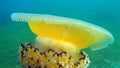 Colourful Medusa Jellyfish Swimming in the Sea Royalty Free Stock Photo