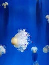 Meduse Royalty Free Stock Photo