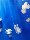 Meduse Royalty Free Stock Photo