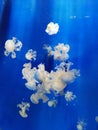 Meduses Royalty Free Stock Photo