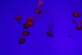 Medusozoa Pink Jelly Fish Jellyfish in tank swimming Royalty Free Stock Photo