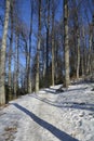 Medvednica Forest Snowy Path Royalty Free Stock Photo