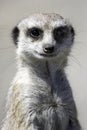 Meercat Royalty Free Stock Photo