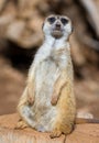 Meercat Royalty Free Stock Photo